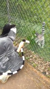 Jen sitting in front of a real live lemur, whilst wearing her lemur onesie